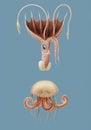 Vintage Illustration of Mauve stinger jellyfish and Squid