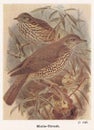 Vintage illustration of Mistle Thrush birds