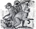 Vintage illustration of monkey`s nice poster for or wallpaper
