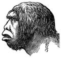 Neanderthal head I Antique Scientific Illustrations