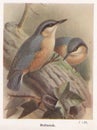 Vintage illustration of Nuthatch birds