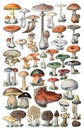 Mushroom And Toadstool Illustration Collection Isolated On White Background