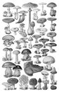 Mushroom and toadstool illustration collection isolated on white background