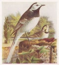 Vintage illustration of Pied Wagtail birds