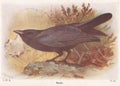 Vintage illustration of a Raven bird