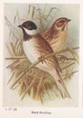 Vintage illustration of Reed-Bunting birds