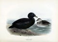 Vintage illustration of two black ducks swimming in the pond and standing on the land