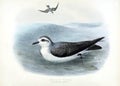 Vintage illustration of two white-headed petrels swimming in water andflying near, white background