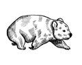 Vintage illustration of wombat on isolated white background. Vector illustration animal from Australian Royalty Free Stock Photo