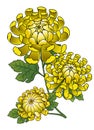 Vintage Illustration of Yellow Chrysanthemum Flower