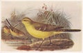 Vintage illustration of Yellow Wagtail birds