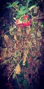 Vintage image of dried bail leaves with flowers hanging around garden wall during early autumn season