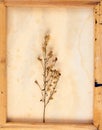 Vintage image of dried flowers