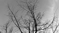 Vintage image durian trees die perennial on a dark sky background, with black and white clouds.