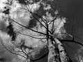 Vintage image durian trees die perennial on a dark sky background, with black and white clouds as big.