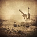 Vintage image of giraffes in amboseli, kenya Royalty Free Stock Photo