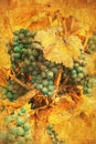 Vintage image of grape Royalty Free Stock Photo