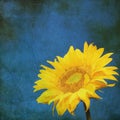 Vintage image of sunflower on grunge background Royalty Free Stock Photo