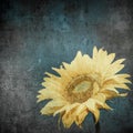 Vintage image of sunflower on grunge background Royalty Free Stock Photo