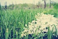 Vintage image of white lilac flowers on the green grass, low angle view