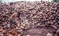 Vintage image of workers husking coconut shells