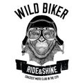 Vintage images of gorilla monkey for t-shirt design for motorcycle, bike, motorbike, scooter club, aero club