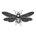 Vintage Insect Illustration - Black and White Fly Art