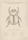 Vintage insect poster vector