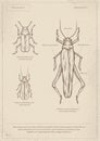 Vintage insect poster vector Royalty Free Stock Photo