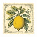 Vintage Watercolor Lemon Sticker - Don Blanding Style