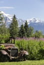 Vintage car on which flowers grow Royalty Free Stock Photo