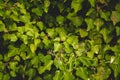 Vintage ivy texture. Royalty Free Stock Photo