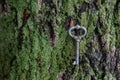 Vintage key lies on a carpet on the bark