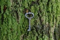 vintage key lies on a green moss on the bark