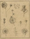 Vintage Botany Field Notes - Botany Illustration - Vintage Floral Illustrations - Scrapbook Papercrafting Royalty Free Stock Photo