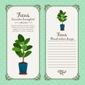 Vintage label with decorative ficus plant