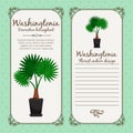 Vintage label with washingtonia plant