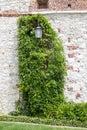 vintage lamp post covered with green winding plant at the Wawel