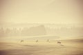 Vintage Landscape with Pasturing Cows Royalty Free Stock Photo