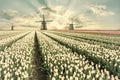 Vintage landscape with tulip fields and windmill Royalty Free Stock Photo