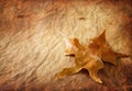 Vintage leaf background. single brown leaf against textured background. Royalty Free Stock Photo