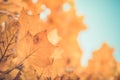 Vintage leaves in autumn forest, calming colors and mood