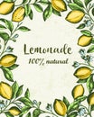 Vintage lemonade label with citrus branch