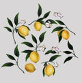 Vintage Lemons, Flowers and Leaves. Watercolor Style Fruits. Raster citrus illustration