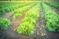 Vintage lettuce farm ready to harvest in Kent, Washington, USA