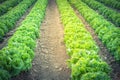 Vintage lettuce farm ready to harvest in Kent, Washington, USA Royalty Free Stock Photo