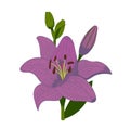 Vintage lily flower vector illustration.