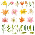 Vintage Lily and Rose Flowers Set - Watercolor Style