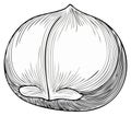 Vintage Line Art Drawing of a Single Hazelnut Royalty Free Stock Photo