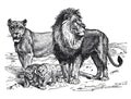 Vintage Lion family hand drawn / Antique engraved illustration from from La Rousse XX Sciele